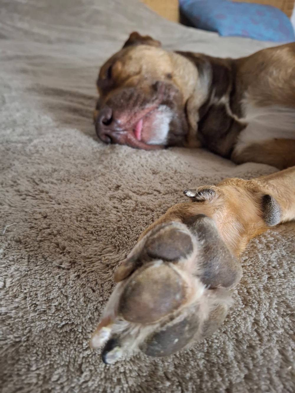 paw in forefront of sleepy dog. go vegan. christspiracy.com