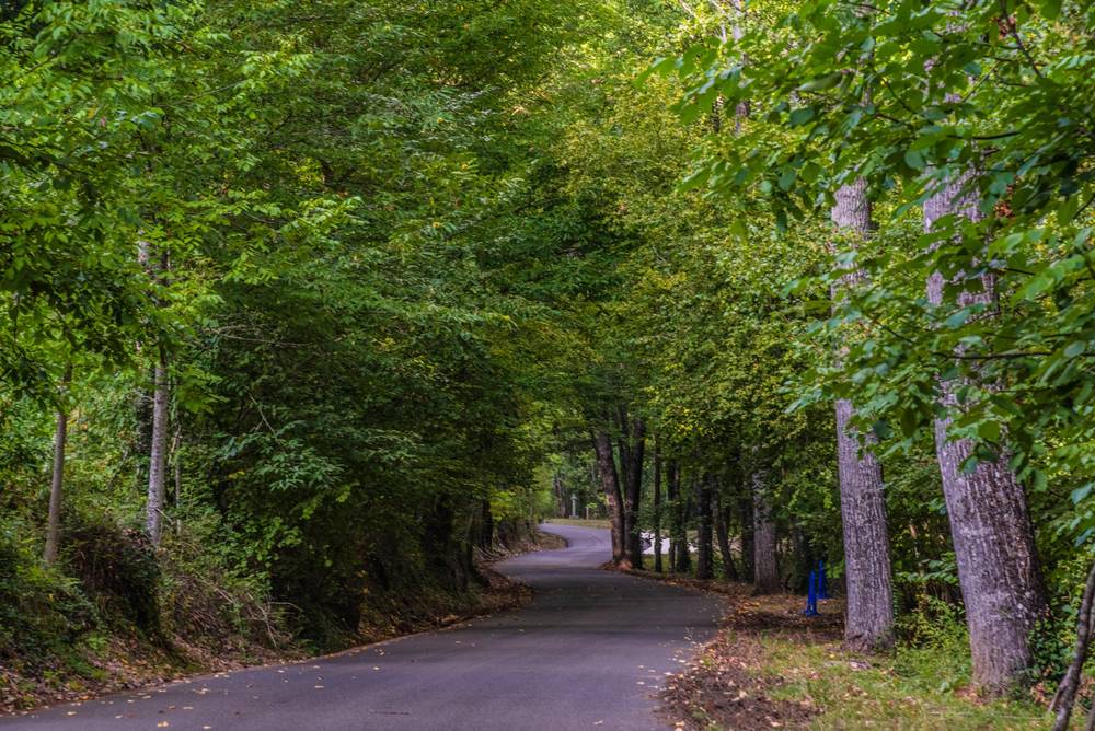Verde silencio de otoño