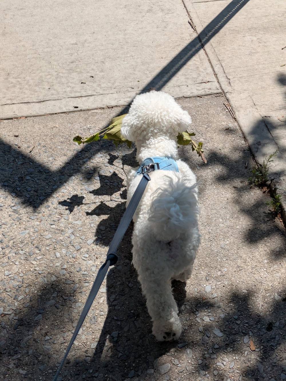 Today's branch had leaves on it 🌿