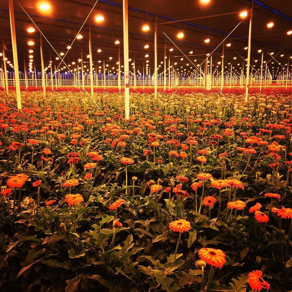 Rows of orange gerbera flowers growing under artificial lighting in a greenhouse.