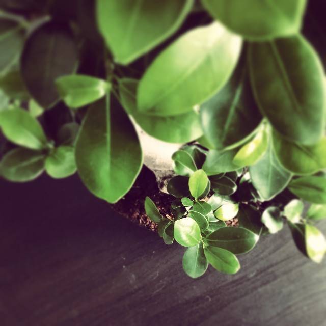 Close-up of green glossy leaves on a small potted plant.