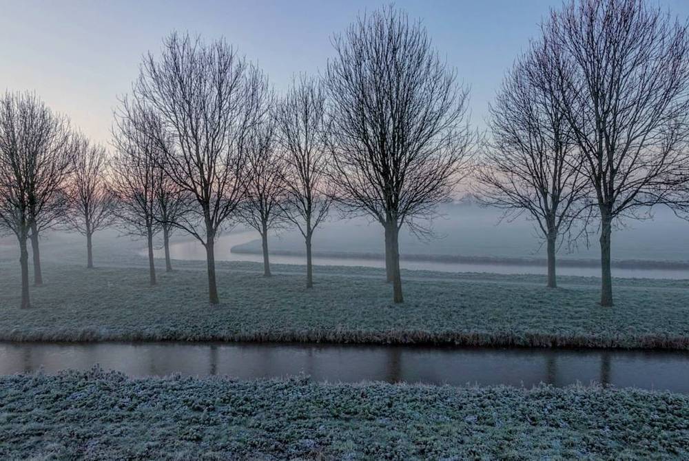 Rows of bare trees along a frosty canal at dawn.