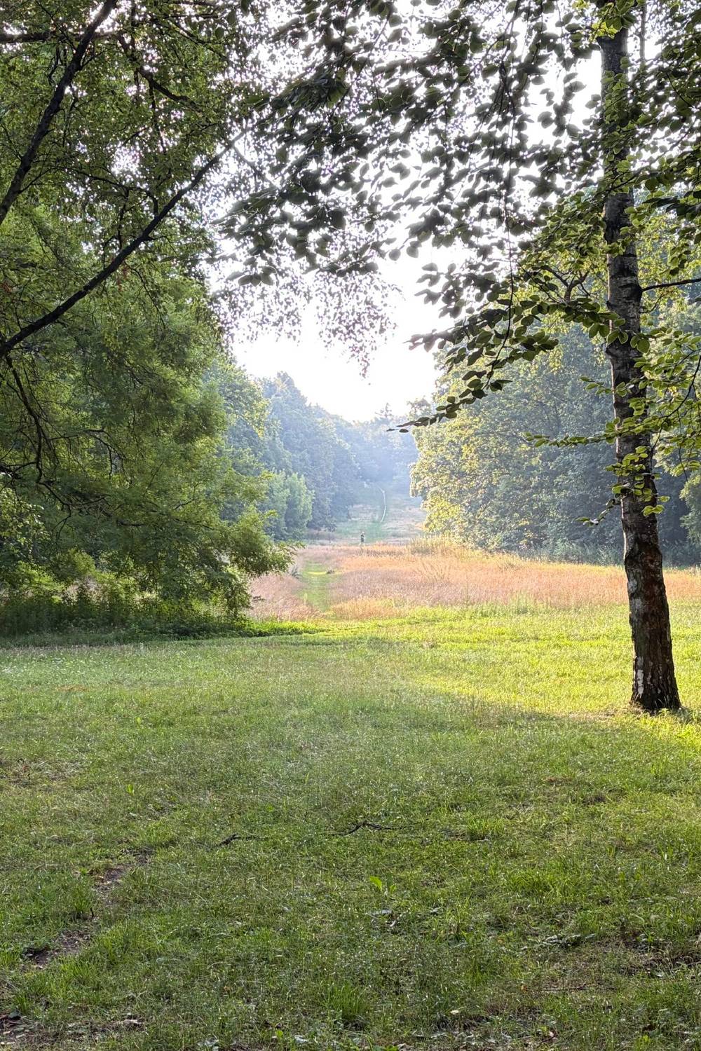wiese im volkspark rehberge, morgens um 7:30 uhr. der himmel ist blau, die wiesen gelb-grün.