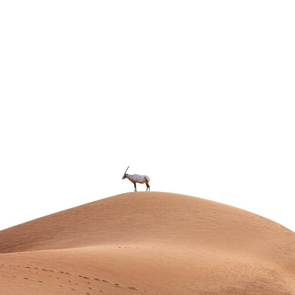 A small antelope standing alone on the ridge of a sand dune.