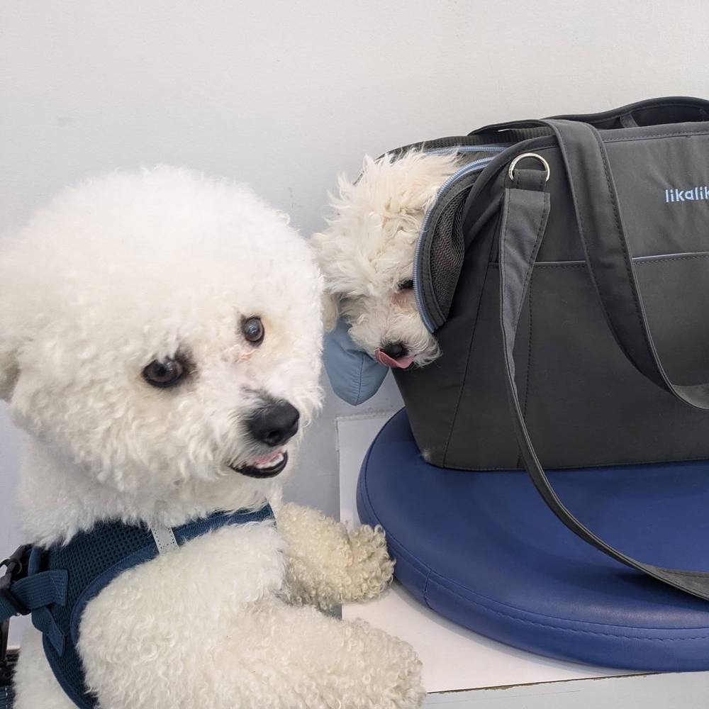 Safe and cozy in my bag when we go out 🥰, photo 1 of 1