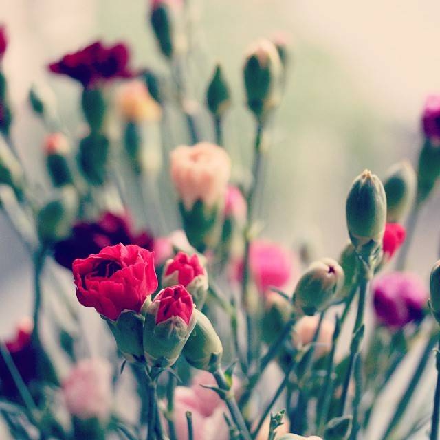 Pink and red carnation flowers in soft focus.