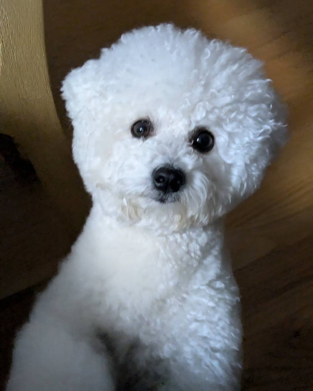 Started the day off begging for playtime with @kewpie.mayonesa, photo 1 of 1