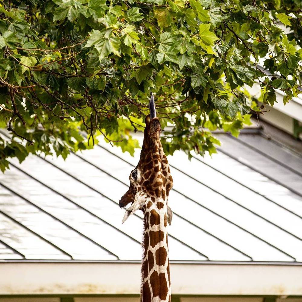 A giraffe reaching up into a tree to eat leaves near a building roof.