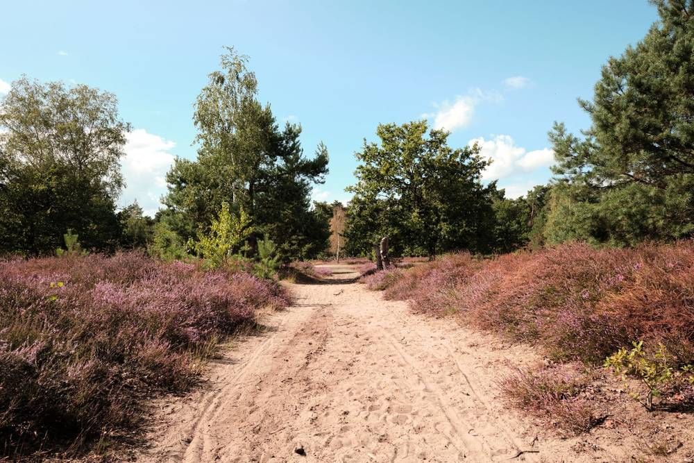 Pathway Through Blooming Heather