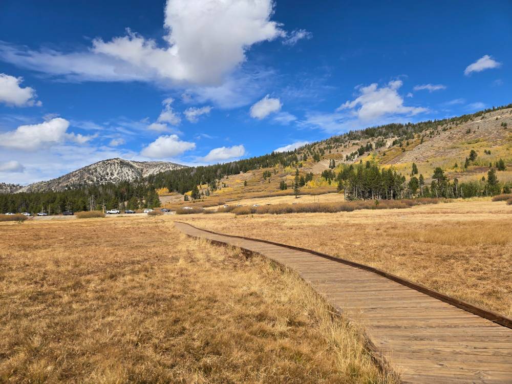 A wooden boardwalk winds its way across a golden grassy meadow. Distant mountains are mixed with tall green pine and yellow aspen. A bright blue sky above is filled with white puffy clouds.