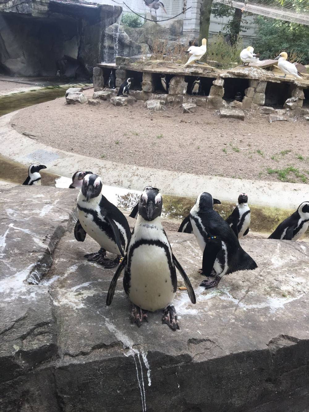 A forwarded photo shows African penguins standing on rocks at a zoo enclosure.