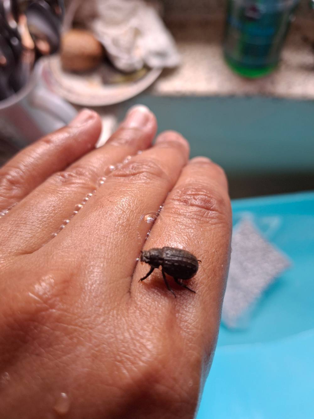 little bug on soapy hand