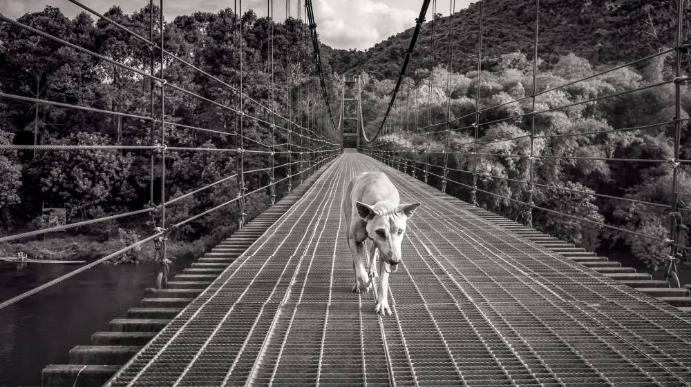 Dog Days