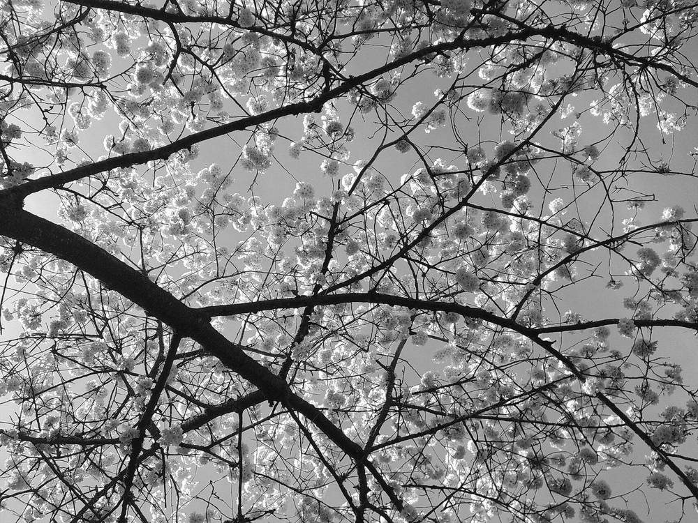 branches of cherry blossoms