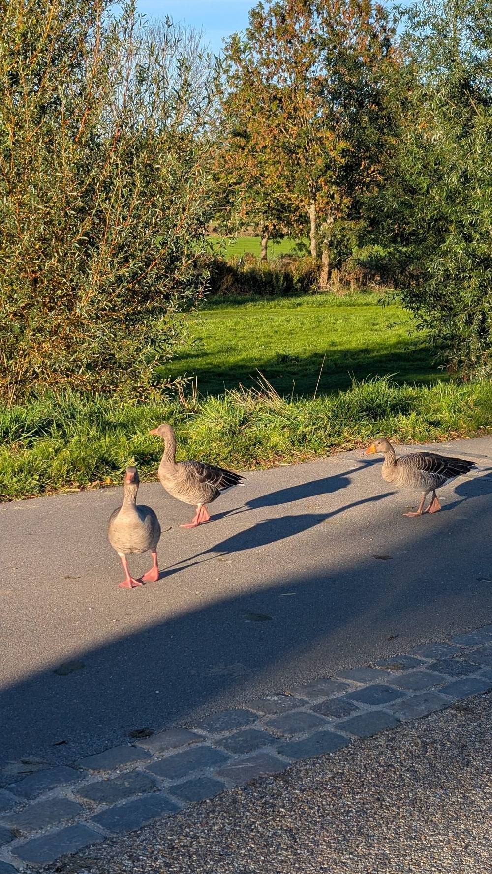 three geese standing together on a path. they are looking in different directions. behind them is a field of grass and some trees