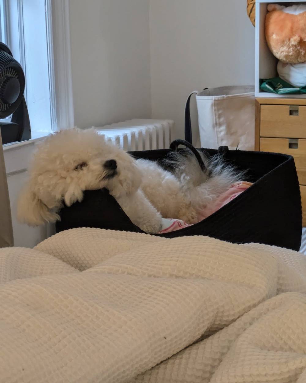 Always looking for new nap spots and ignoring all the nice dog beds I have. 🫣, photo 1 of 1