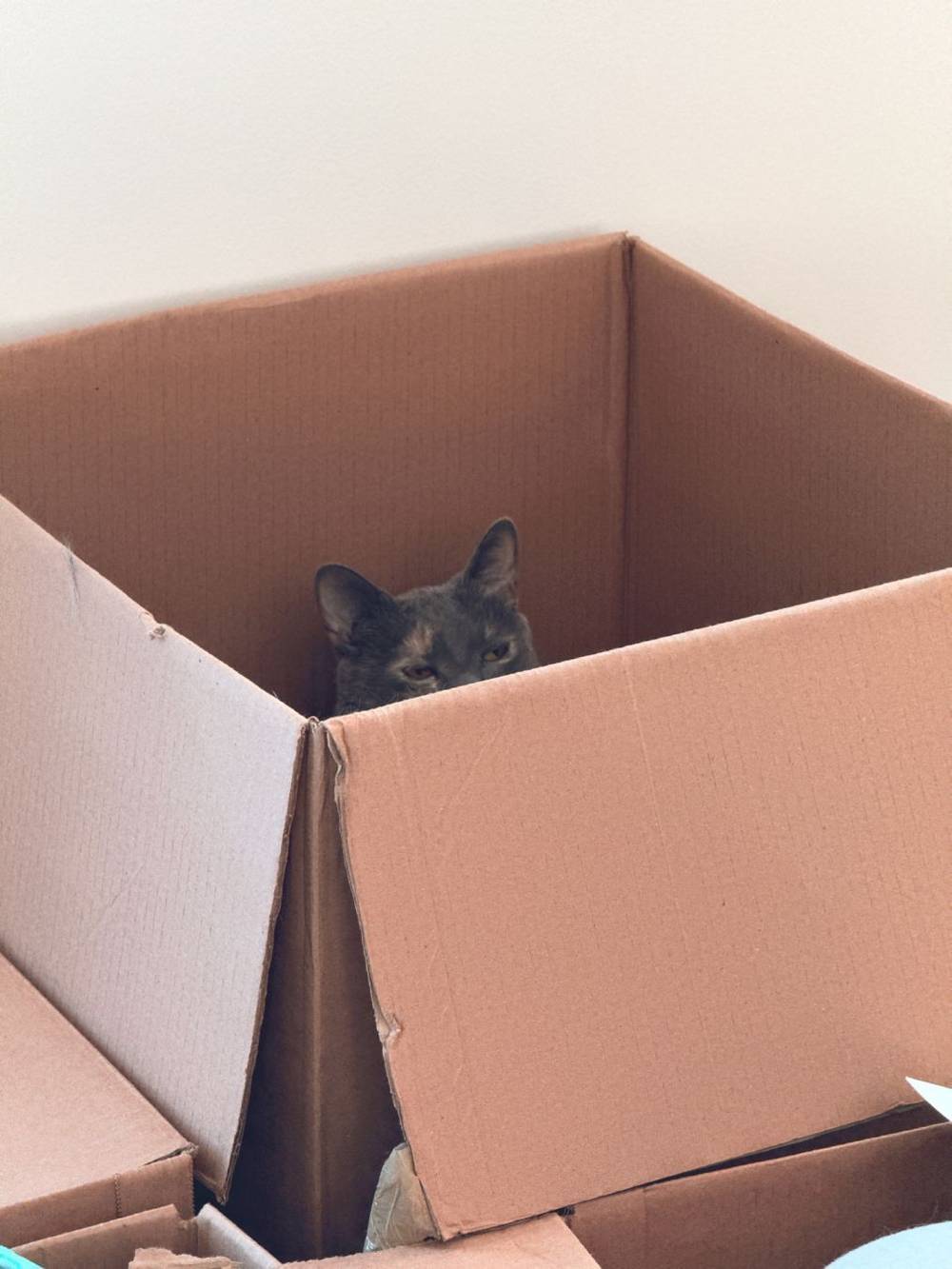 help i lost my cat can you help me find her