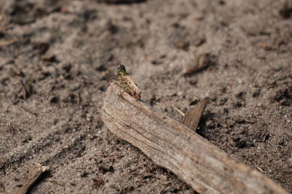 Secret Life of Insects II
