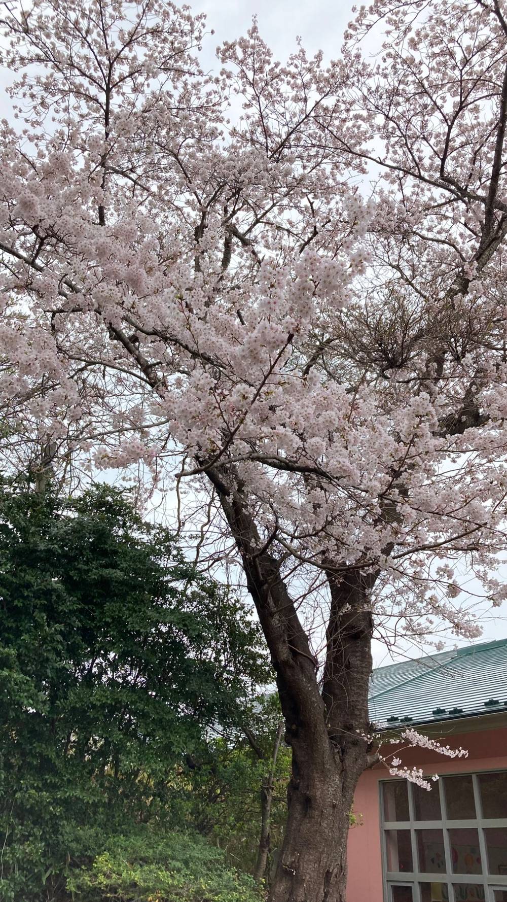 桜, photo 1 of 5