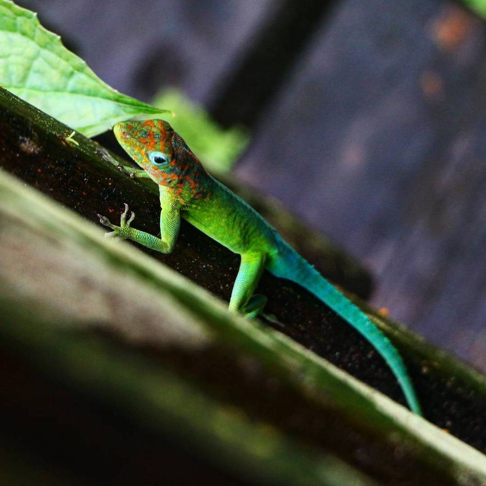 A small green anole lizard on a leaf.