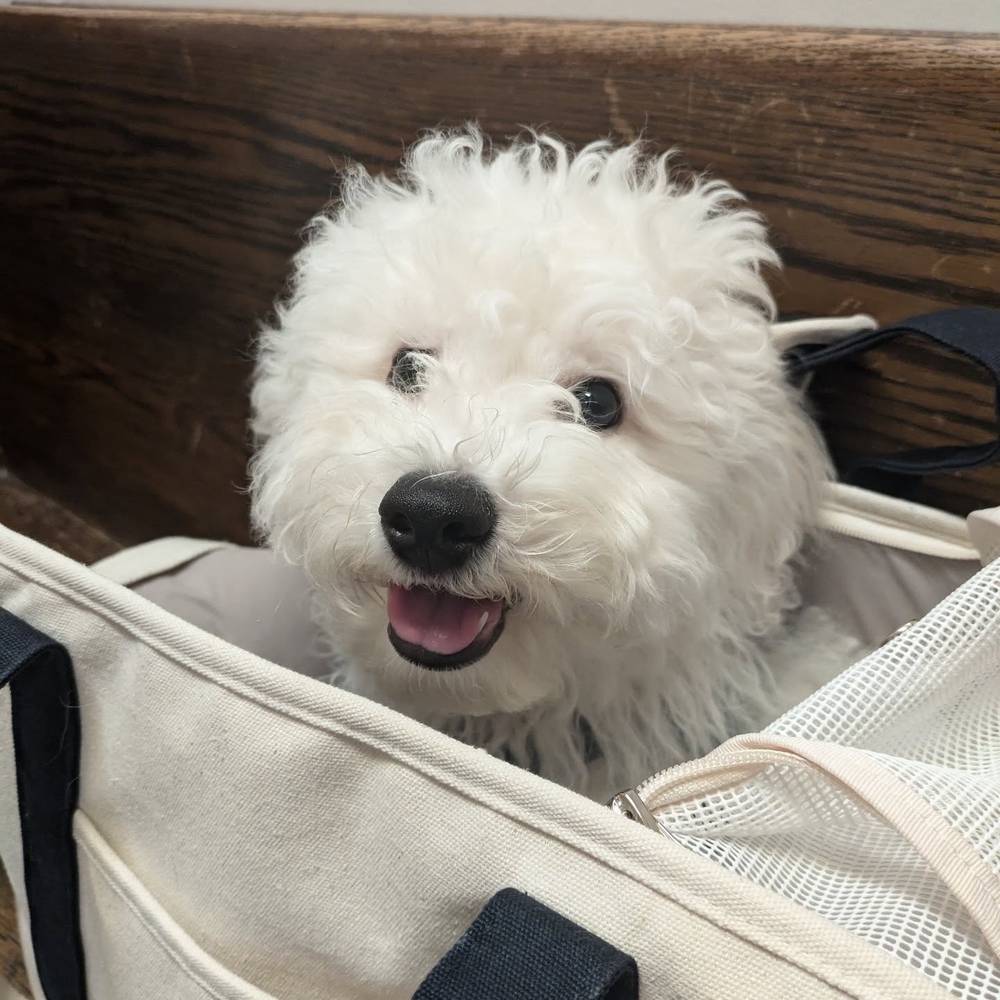 I got my last vaccines! I'm ready for puppy playgroup at @animallovingcare, photo 1 of 1