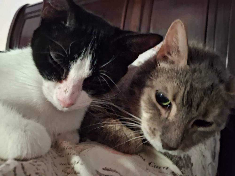 two cats laying together. one black and white. one grey 
