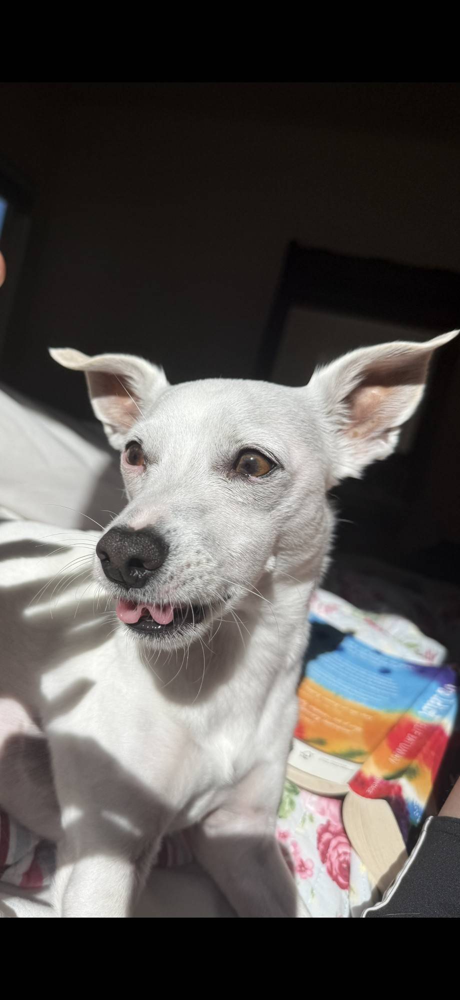 Pup
