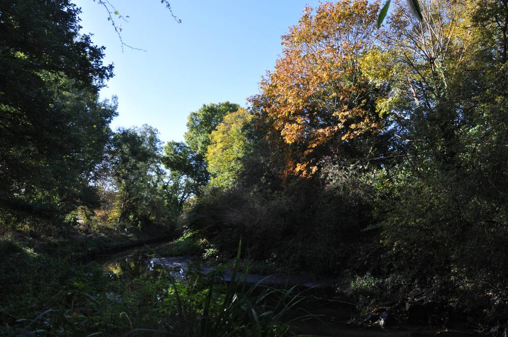 River Brent, autumn