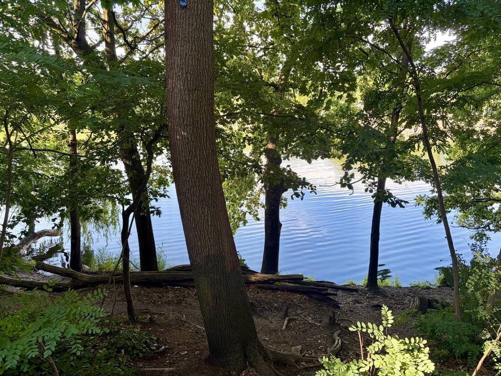 ein blick auf ufer des plöztensee durch ein paar bäume hindurch. das wasser reflektiert den sehr blauen himmel
