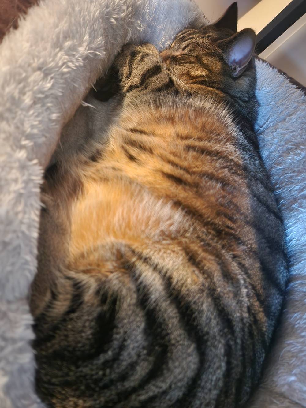 Evening sun boo