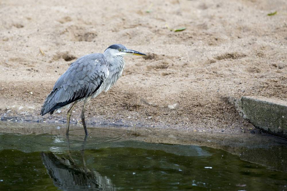 A grey heron wades in shallow water at the edge of a sandy enclosure.