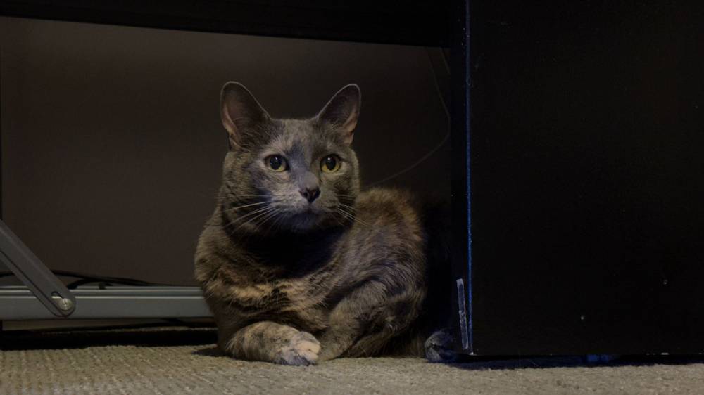 kitty pryde protects my computers from cyber attacks