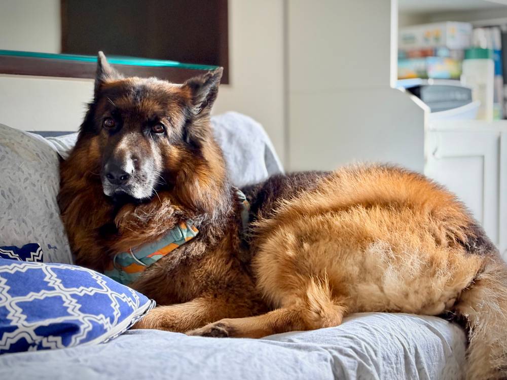 A German shepherd lounging on a couch