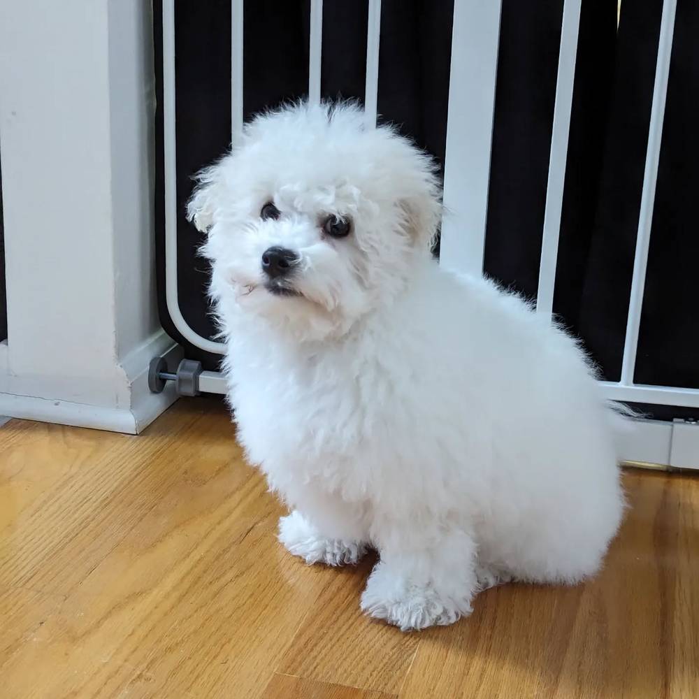 Post bath, grumpy., photo 1 of 1