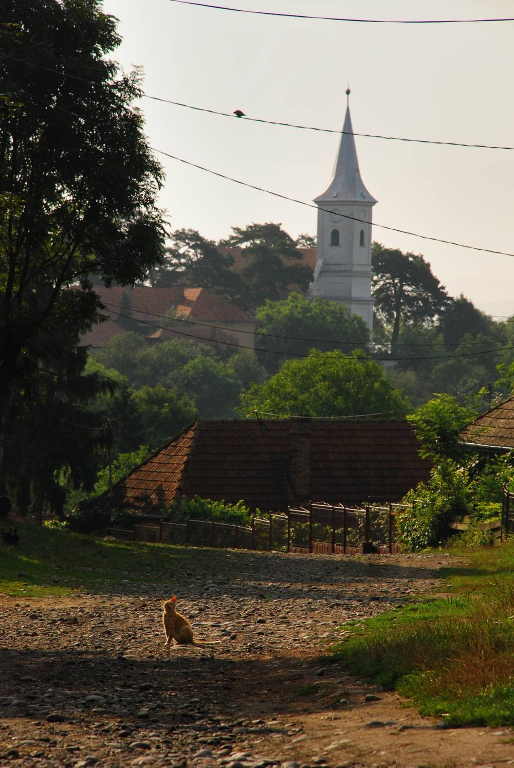 Escena rural en vertical con una gata naranja sentada en el centro de un camino de tierra y grava, iluminada por la luz cálida del sol. A ambos lados del camino hay hierba verde. Al fondo se ve una casa de tejado inclinado de tejas rojizas rodeada de vegetación y una valla metálica. Sobre una colina boscosa destaca el campanario blanco de una iglesia con aguja puntiaguda. En primer plano, varios cables eléctricos cruzan la imagen, con un pequeño pájaro posado sobre uno de ellos. El cielo es pálido y brumoso.