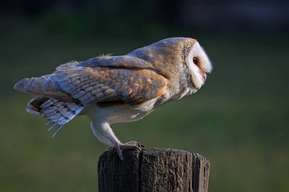 Barbagianni (barn owl)