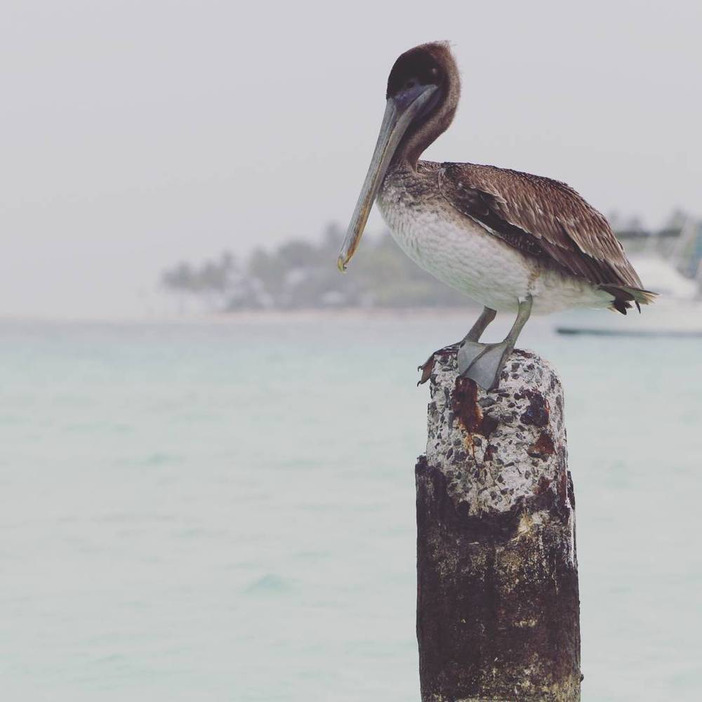 Pelican