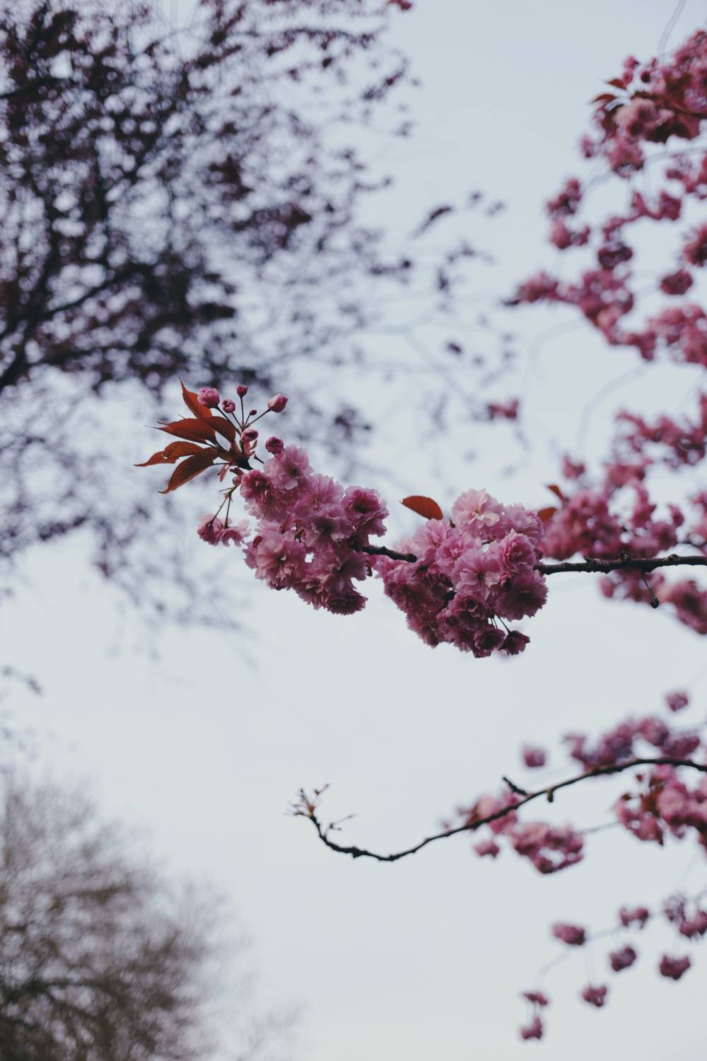 Cherry blossoms at 8:01PM