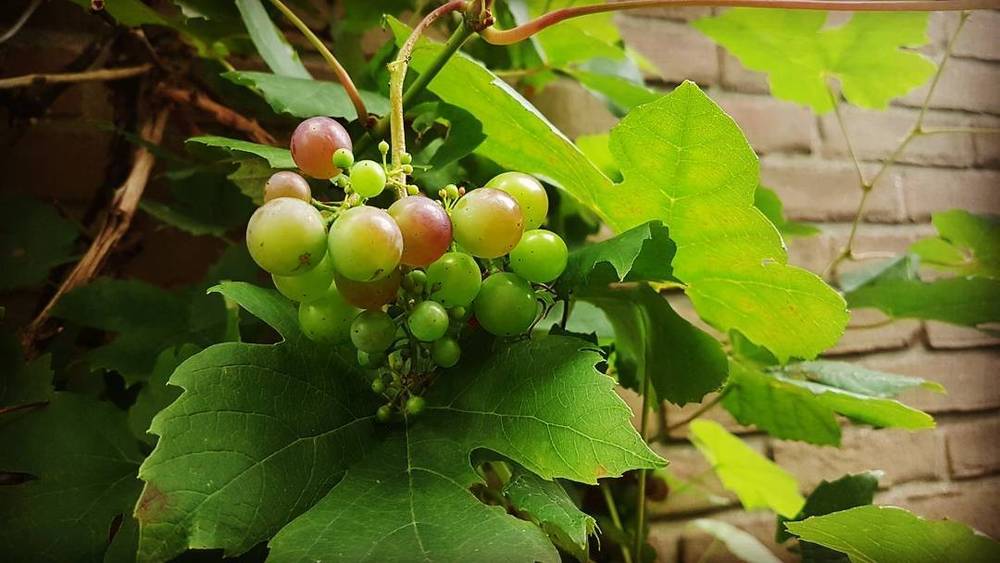 Small green grapes ripening on a garden vine against a brick wall.