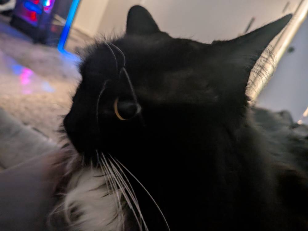 Even More Cat