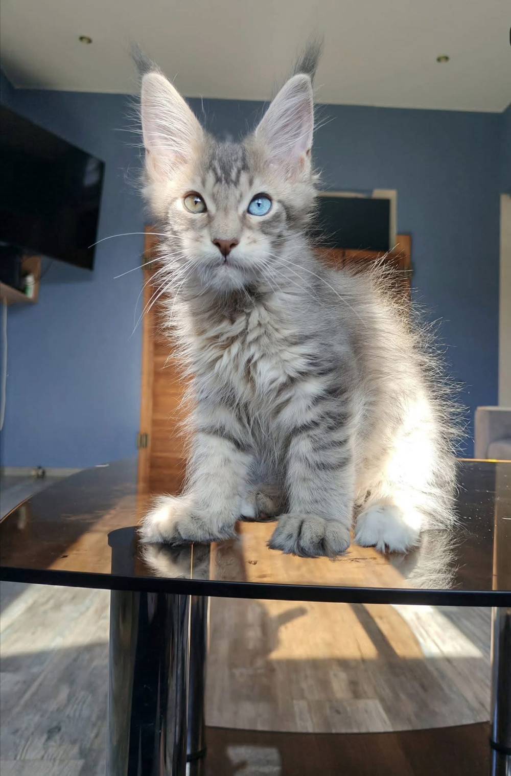 🐾 Adorable Kittens Looking for Loving Forever Homes 🐱❤️