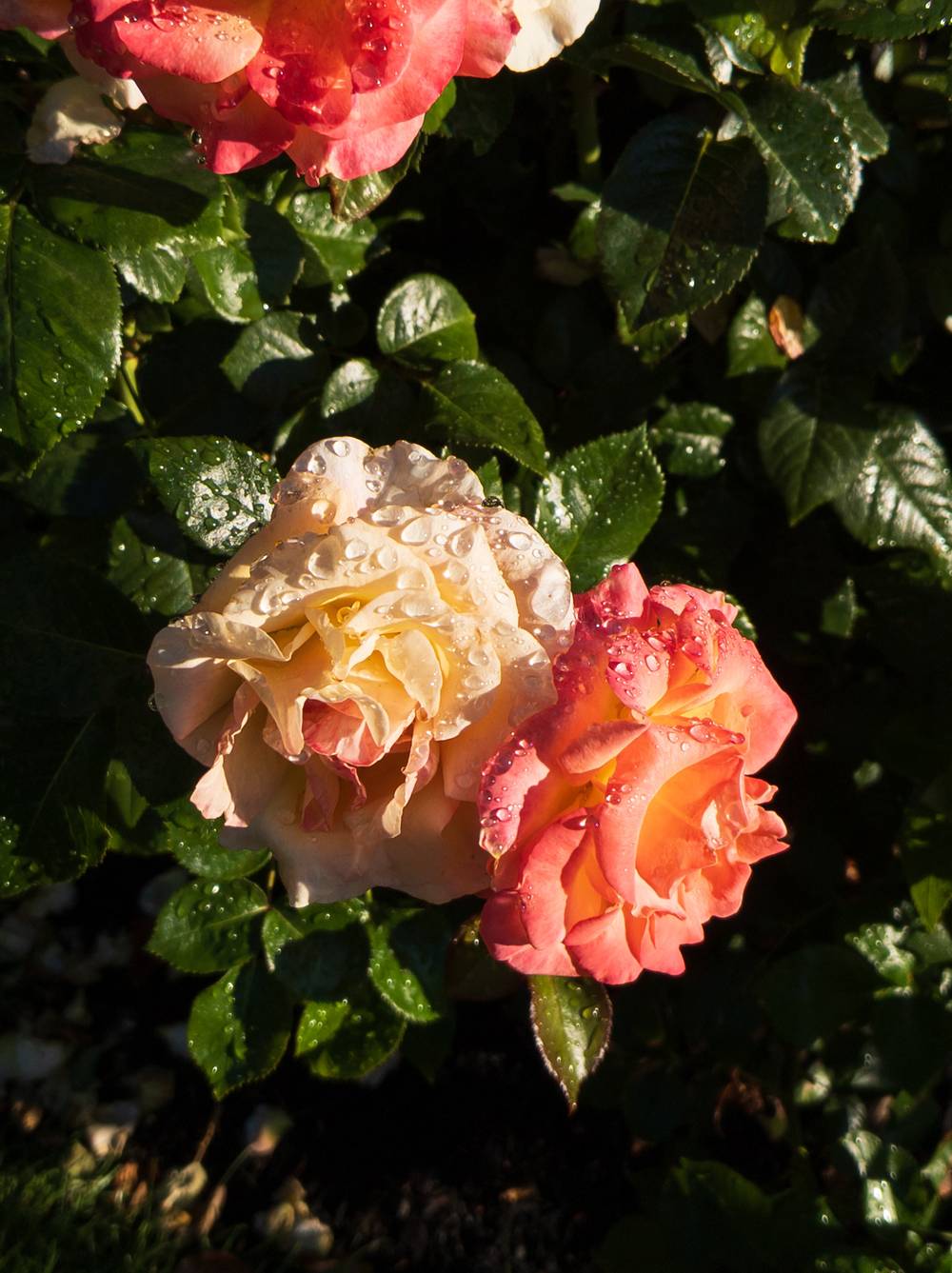 Yellow and red roses in the morning sunlight