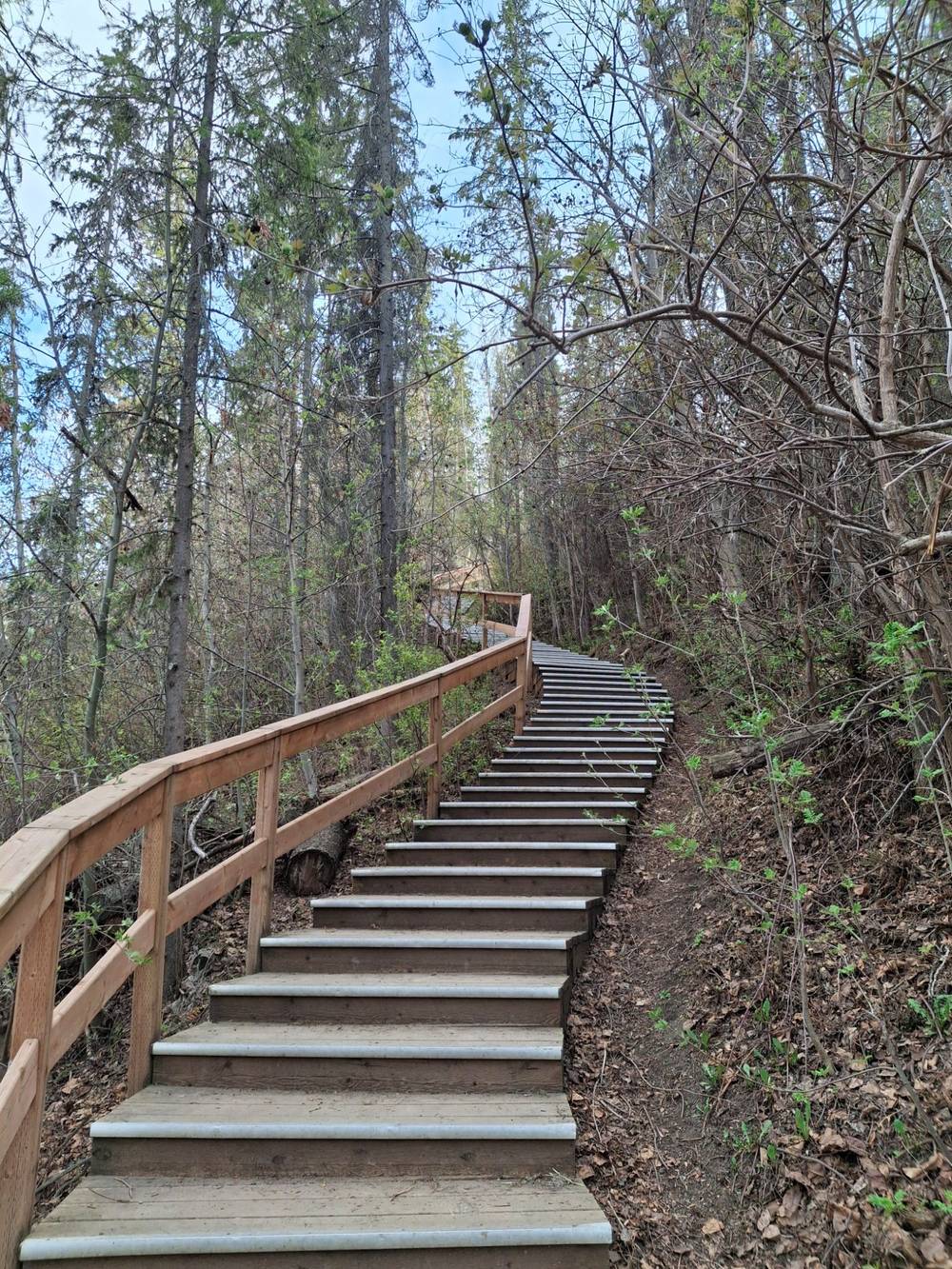 A stairwell among the trees.