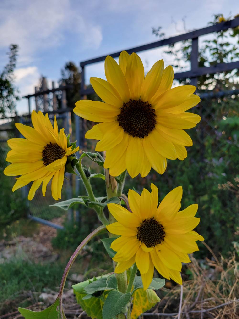 sunflowers