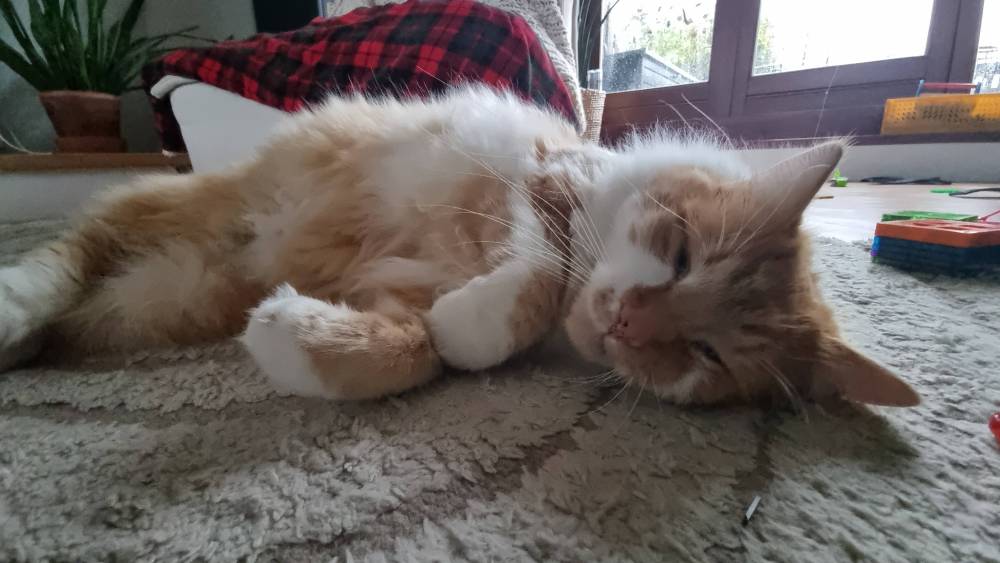 A ginger and white cat curled up asleep on a rug.