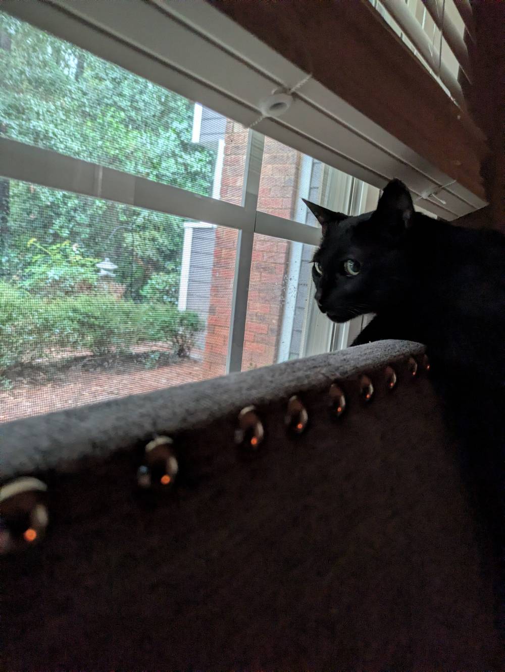 a black cat giving me side eye, goofily