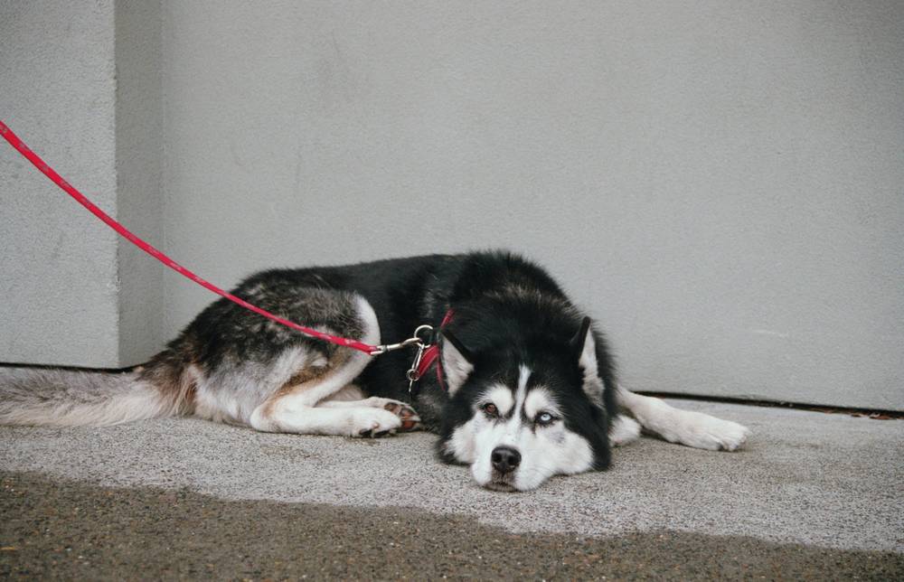 Dog outside Walgreens on burnside 2017