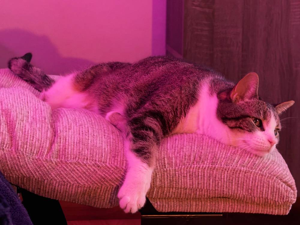 It’s a hard life for a cat in Night City
