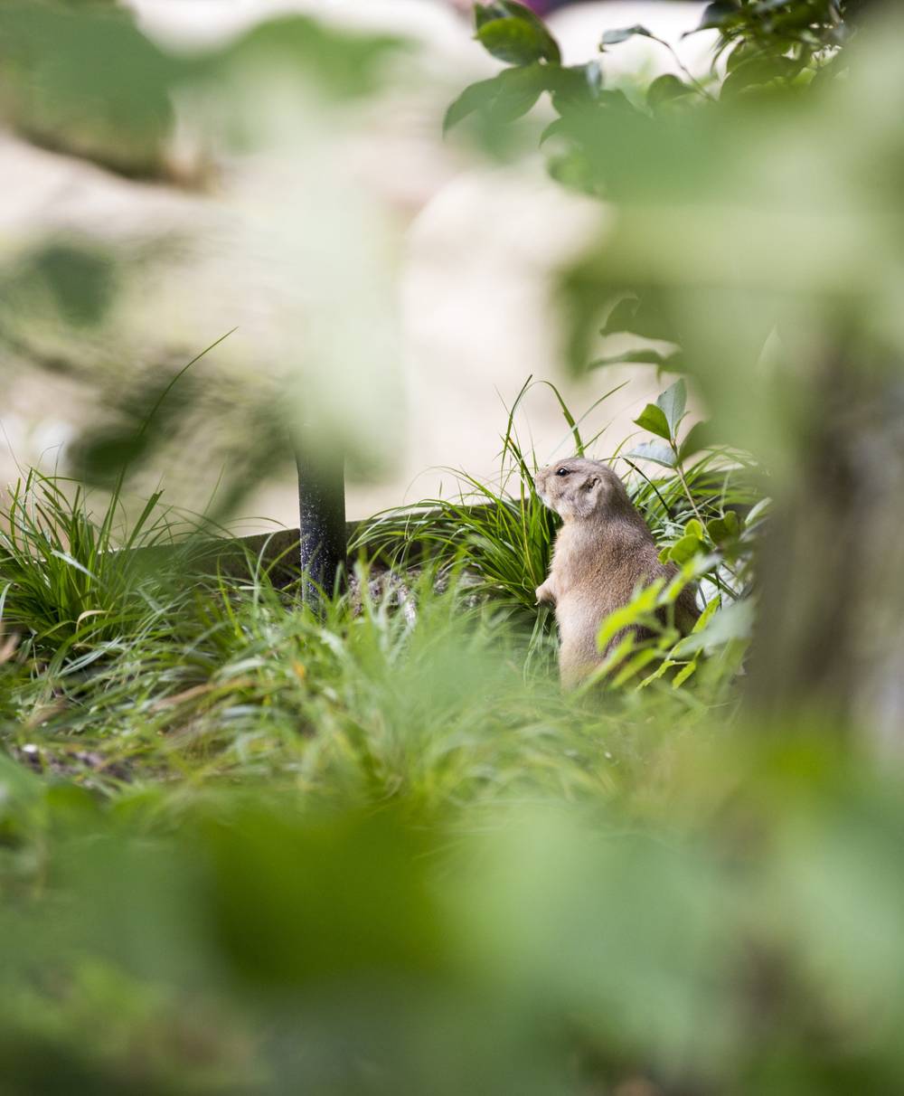 A prairie dog stands alert among tall grass.