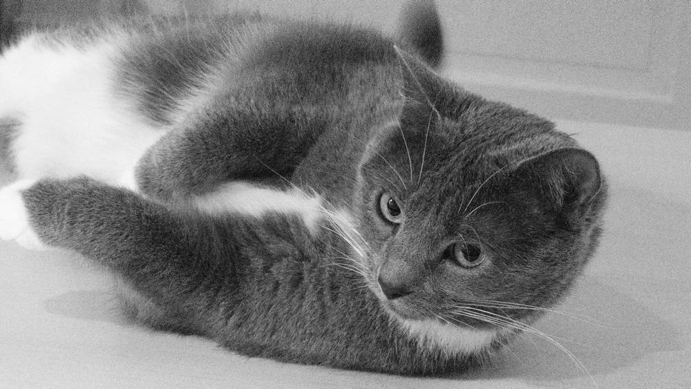 The iPhone is a great black and white camera